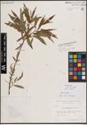 Foto von Salix eriocephala Michx.